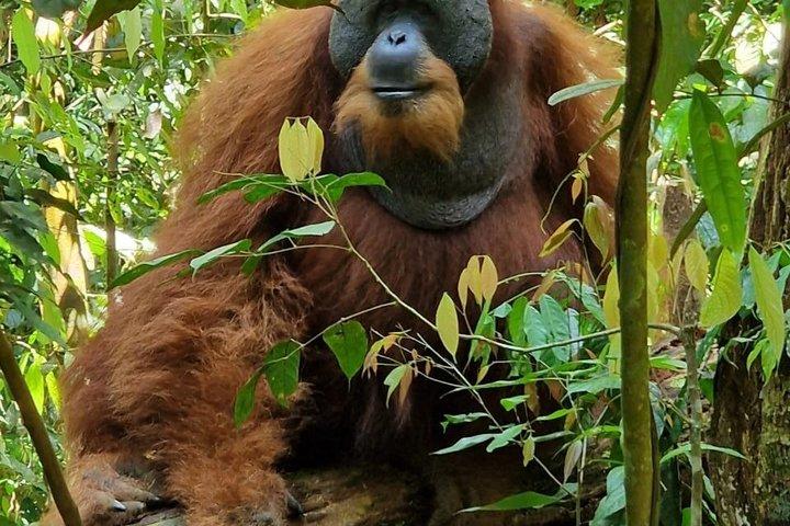 Monkey Business 3日-2泊のジャングルトレッキング（ラフティングを含む）