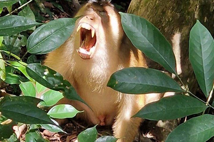 Monkey Business 3日-2泊のジャングルトレッキング（ラフティングを含む）