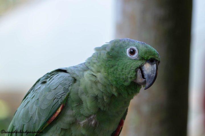 Amazon Jungle & Baños Adventure City : 4 días de naturaleza y vida silvestre