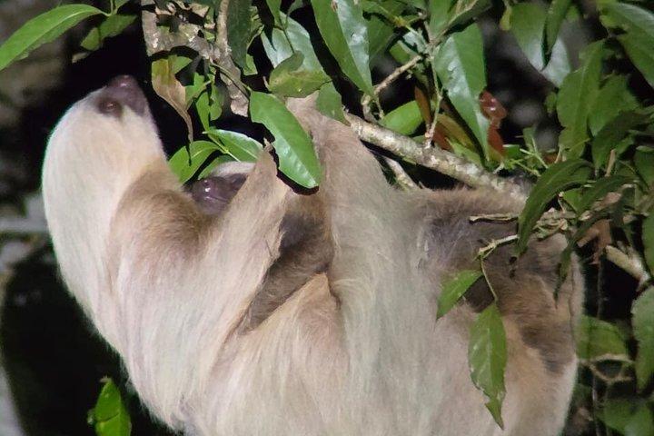 Nighttime Exploration in the Monteverde Cloud Forest