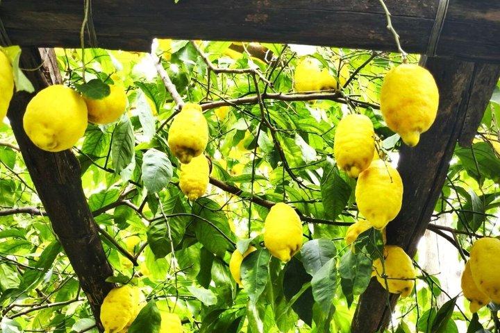Sorrento Food and Walking Tour om lokale smaken te ontdekken