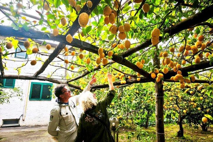 Sorrento Food and Walking Tour om lokale smaken te ontdekken