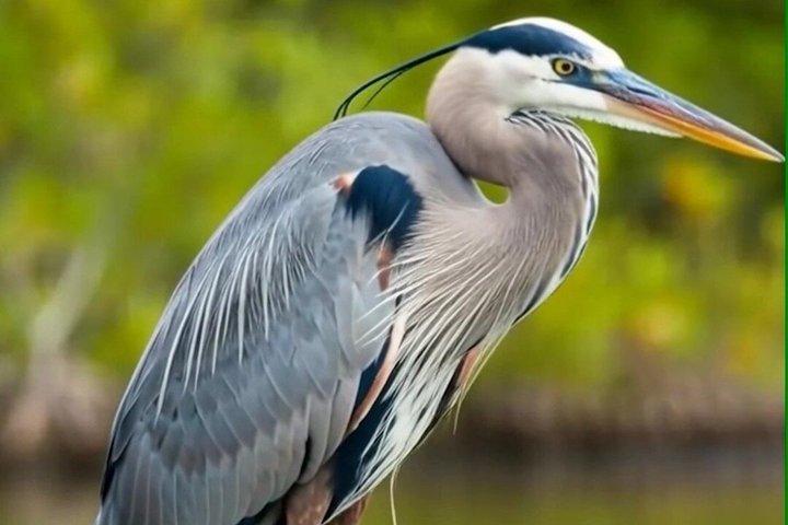 Spedizione guidata di uccelli delle ali delle zone umide di New Orleans