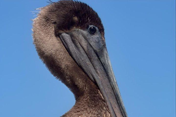 ニューオリンズ湿地案内鳥類探検隊