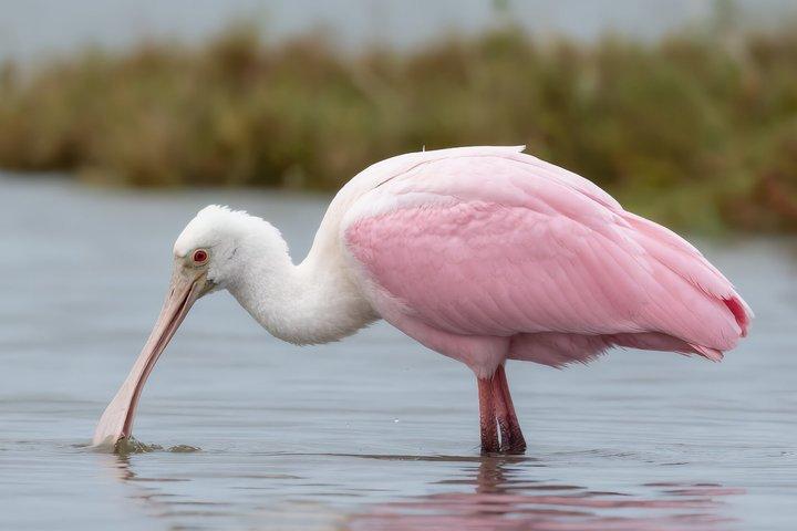 ニューオリンズ湿地案内鳥類探検隊