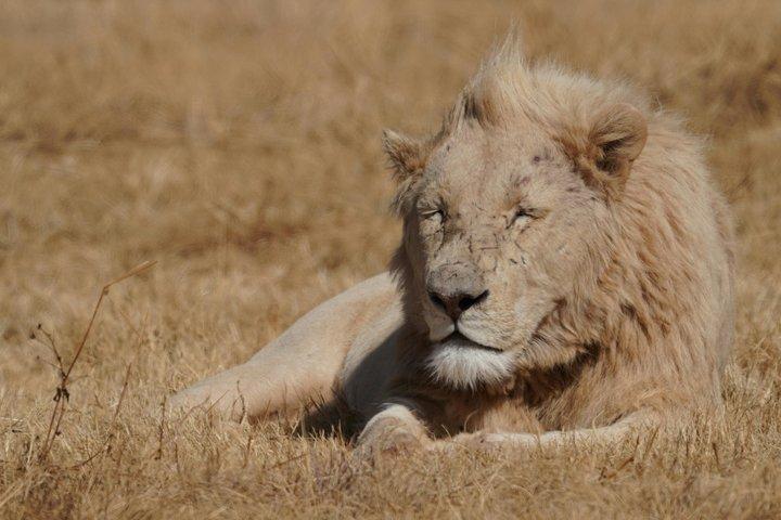 3 - Giorni Esperienza di Migrazione Masai Mara : Safari condiviso in jeep 4×4