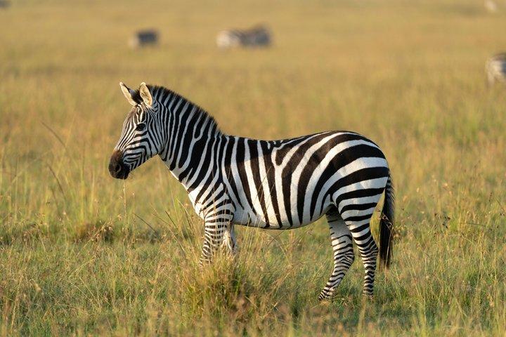 3 - Giorni Esperienza di Migrazione Masai Mara : Safari condiviso in jeep 4×4