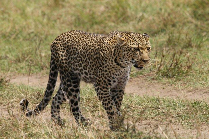 3 - Giorni Esperienza di Migrazione Masai Mara : Safari condiviso in jeep 4×4