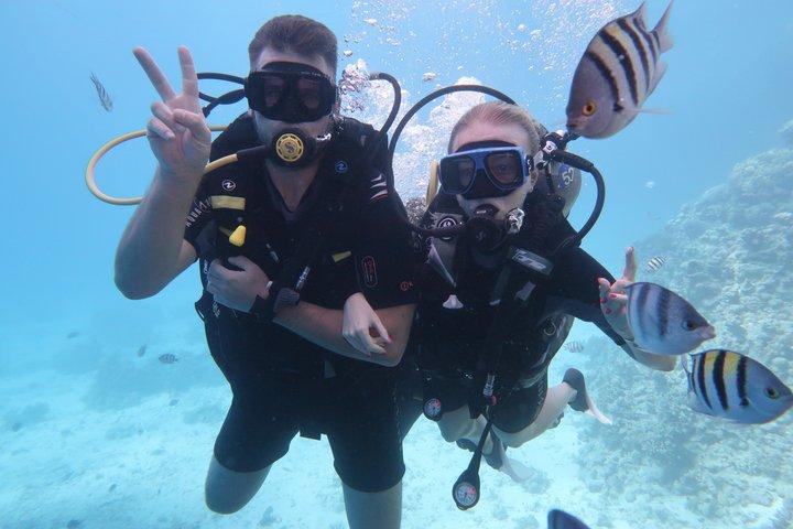 紅海一日ダイビング（送迎付き）とランチフルガダ