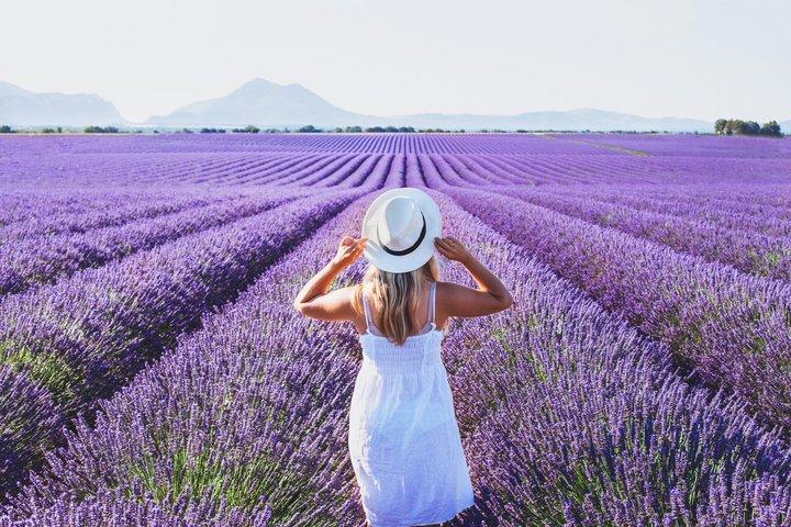 Tour Privado por la Costa : Campos de Lavanda & Sabores Locales desde Marsella
