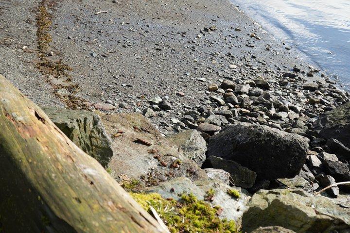 アラスカ野生動物の滝ツアー