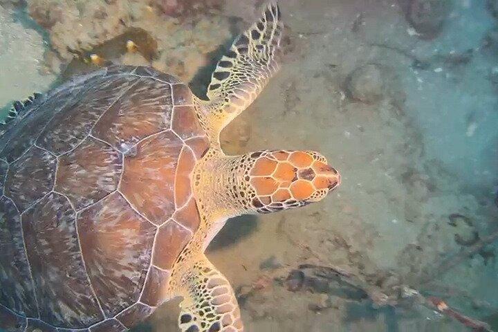 Scuba Diving in Puerto Plata