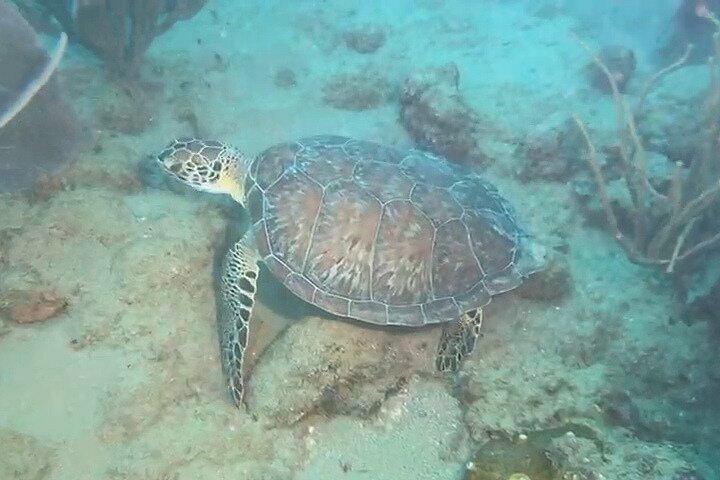 Scuba Diving in Puerto Plata