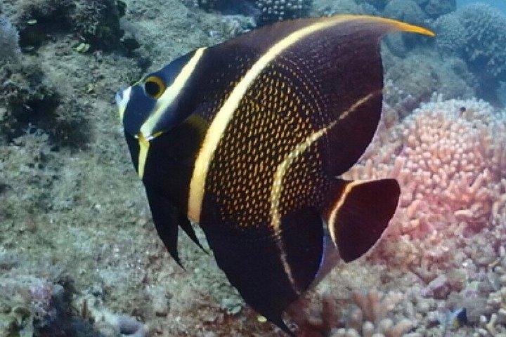Scuba Diving in Puerto Plata