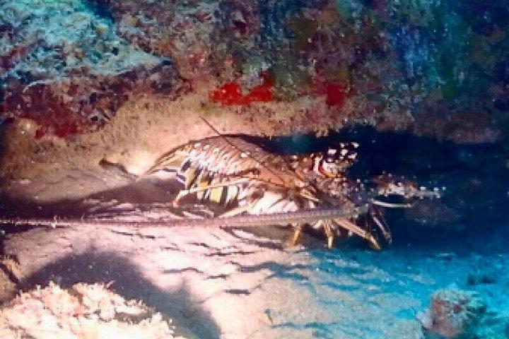 Scuba Diving in Puerto Plata