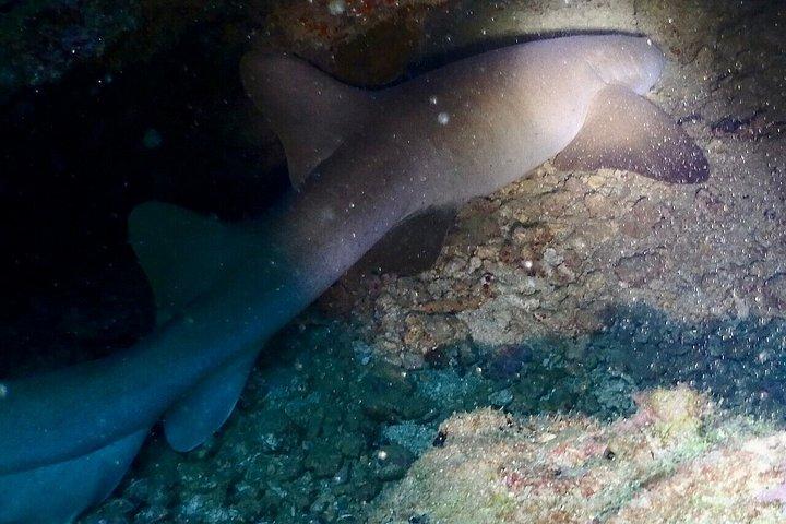 Scuba Diving in Puerto Plata