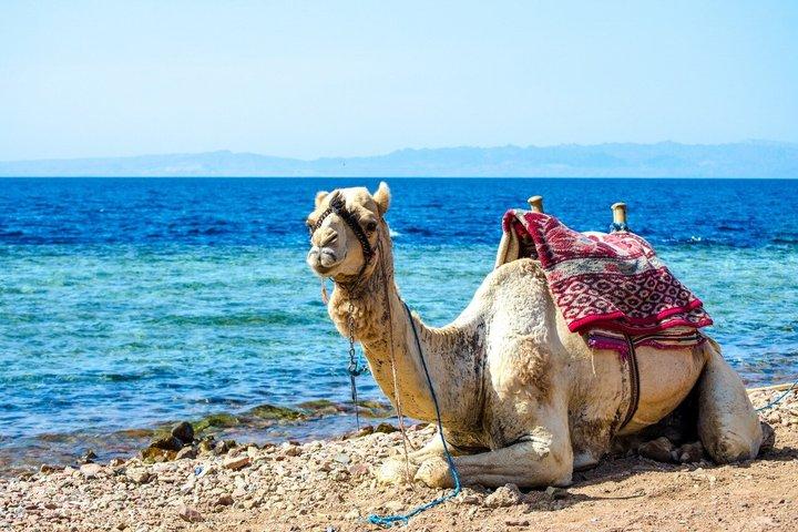 Sharm 3 Piscines Excursion Dahab, Quad, Camel, Red Canyon & Déjeuner