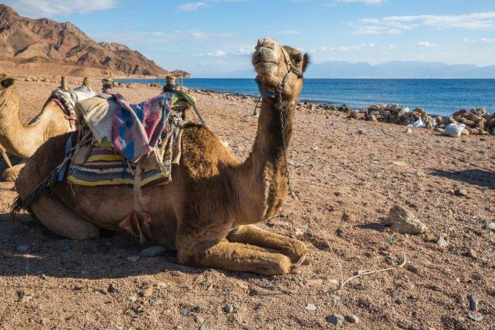 Sharm 3 Piscines Excursion Dahab, Quad, Camel, Red Canyon & Déjeuner