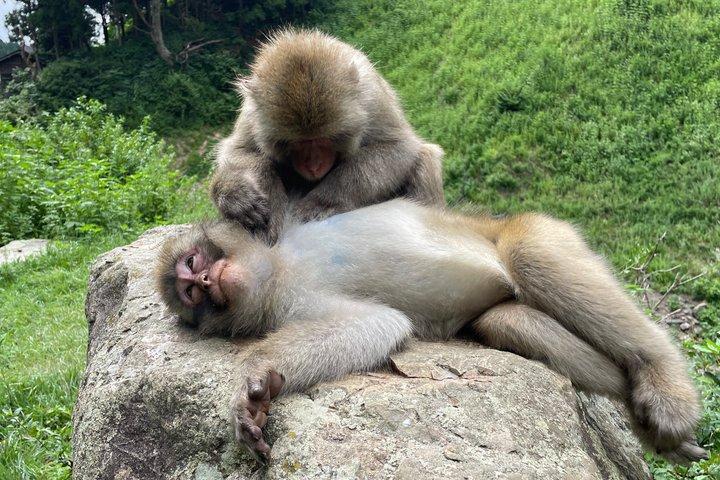 Relaxed Snow Monkeys & Shibu Onsen: Tour Privado da Temporada Verde