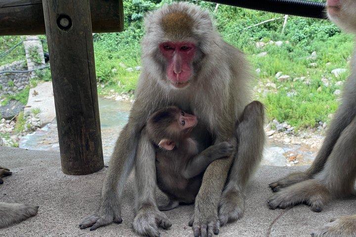 Relaxed Snow Monkeys & Shibu Onsen: Tour Privado da Temporada Verde