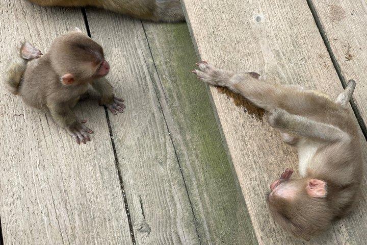 Relaxed Snow Monkeys & Shibu Onsen: Tour Privado da Temporada Verde