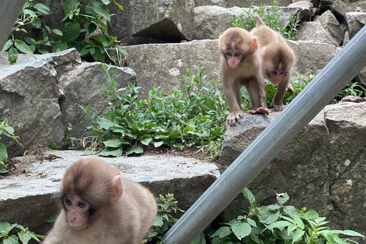 Relaxed Snow Monkeys & Shibu Onsen: Tour Privado da Temporada Verde
