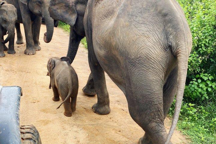 Excursión privada en jeep Udawalawe Safari con guía experimentado