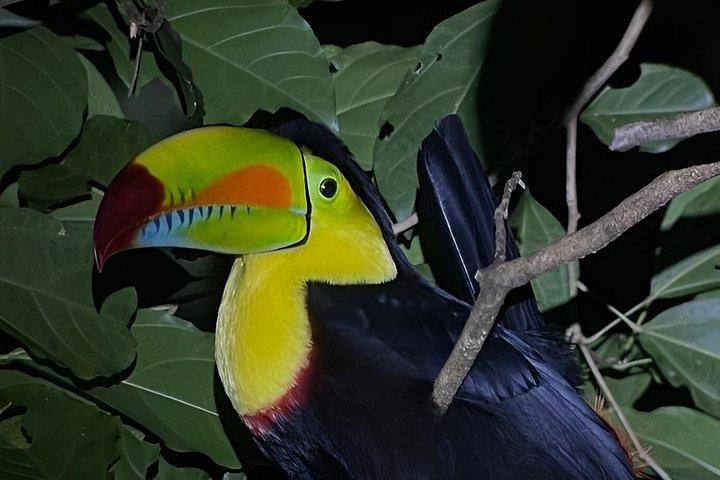 Monteverde Night Walk: Guided Wildlife Tour