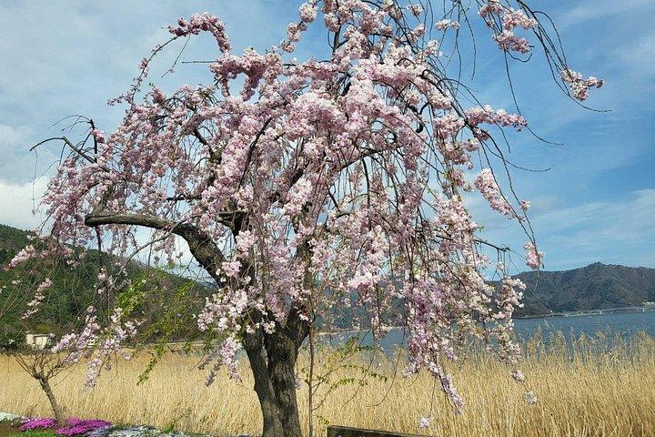 Mt. Fuji Private Car Tour from Tokyo with Pro Guide & Pro Driver