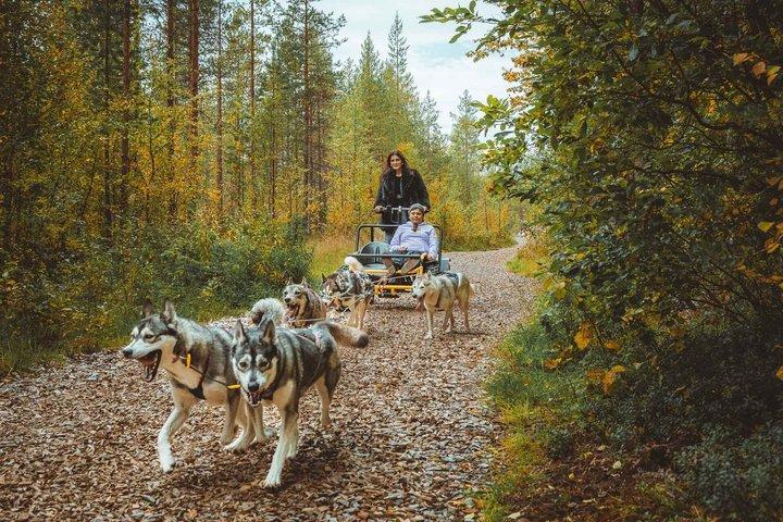 Herbstliche Husky-Fahrt auf Rädern, Apukka Resort Rovaniemi