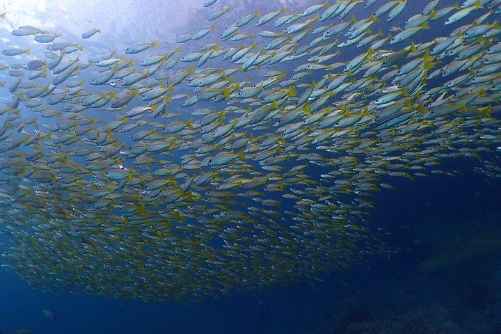 3-Dive Discover Scuba Diving Tour in Phuket for Beginners