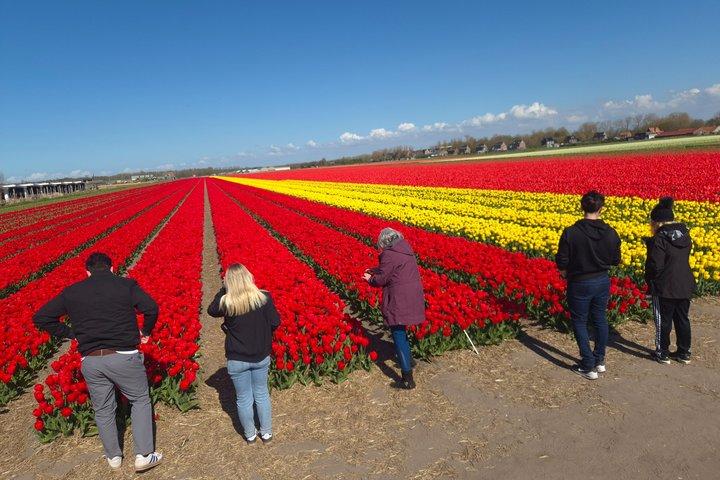 Amsterdam TulipFields of Hollandツアー