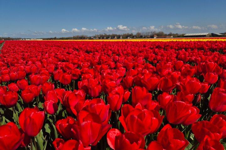 Amsterdam TulipFields of Hollandツアー