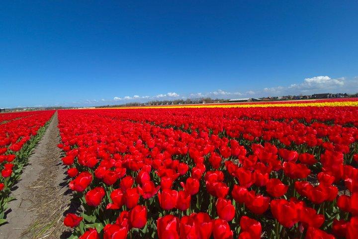 Amsterdam TulipFields of Hollandツアー