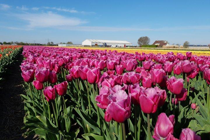 Amsterdam TulipFields of Hollandツアー