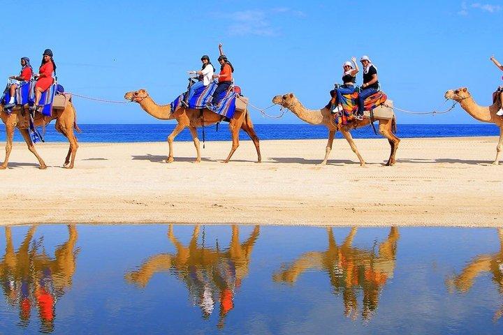 Uma hora de aventura de cavalgada de camelo com transferência em Sharm El Sheikh