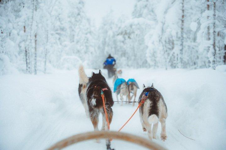 6km Apukka Husky Adventure à Rovaniemi