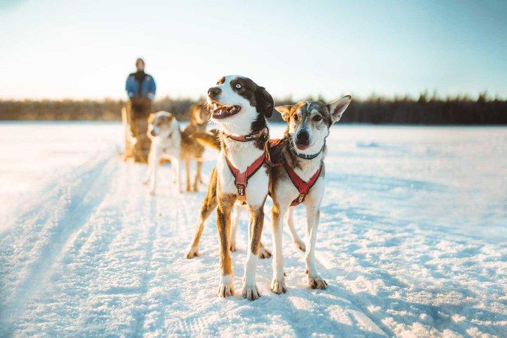 6km Apukka Husky Adventure à Rovaniemi