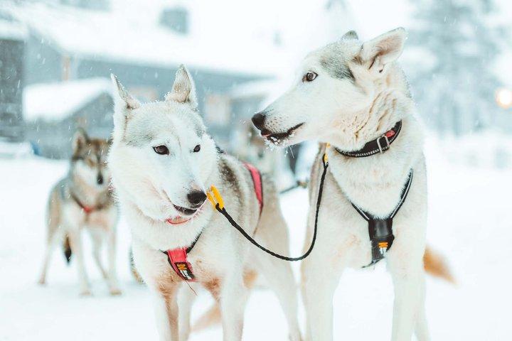 6km Apukka Husky Adventure à Rovaniemi