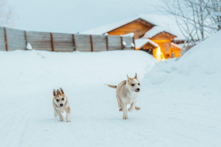 ロヴァニエミのアプッカ・ハスキー・アドベンチャー6km