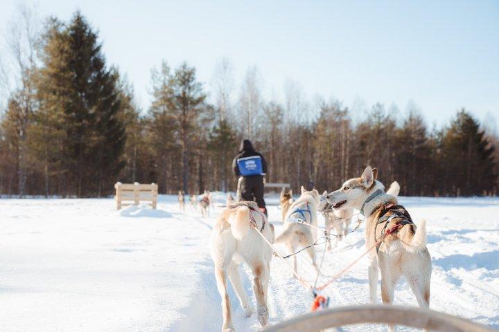 6km Apukka Husky Adventure à Rovaniemi