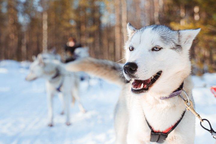 6km Apukka Husky Adventure à Rovaniemi