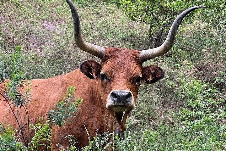 小グループジェレス国立公園終日（ポルト発ピクニック付き）