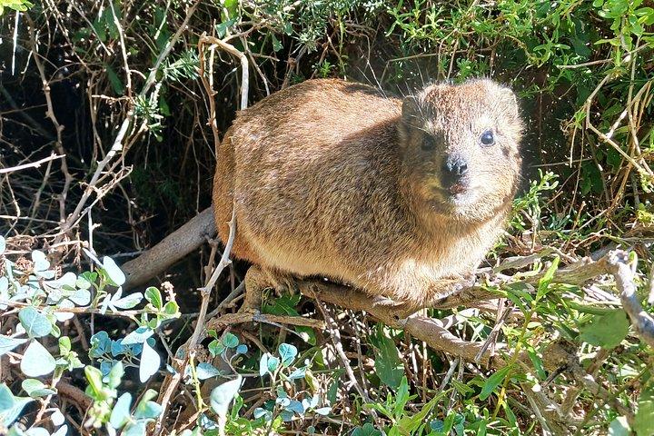 喜望峰、ケープポイント、ペンギンのプライベート午後ツアー