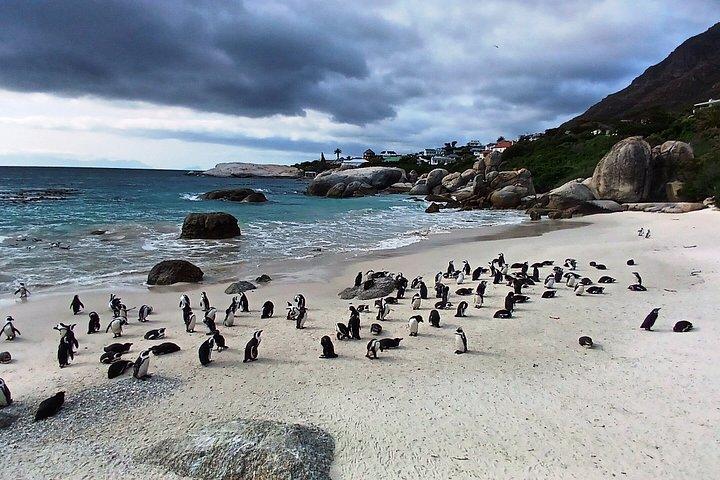 喜望峰、ケープポイント、ペンギンのプライベート午後ツアー