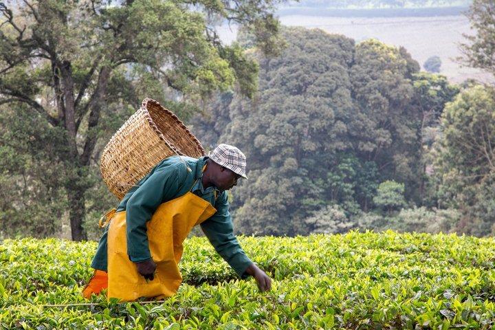 Experiencia de plantación en la granja de Kiambethu en Nairobi