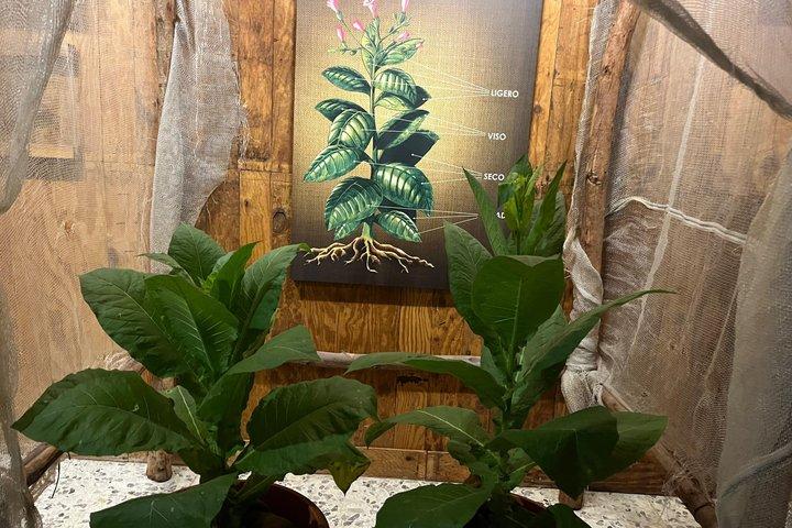 Puerto Plata Rum en Cigar Experience voor alleen volwassenen