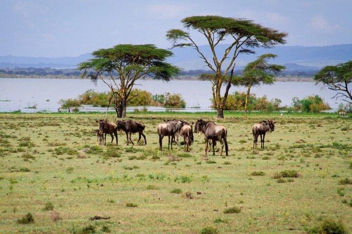 Nairobi to Crescent Island Walking Safari and Lake Naivasha