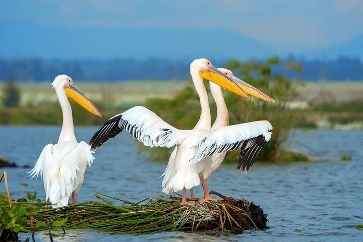 ヘルズゲートNP日帰りツアー（サイクリングとナイバシャ湖ボートライド付き）