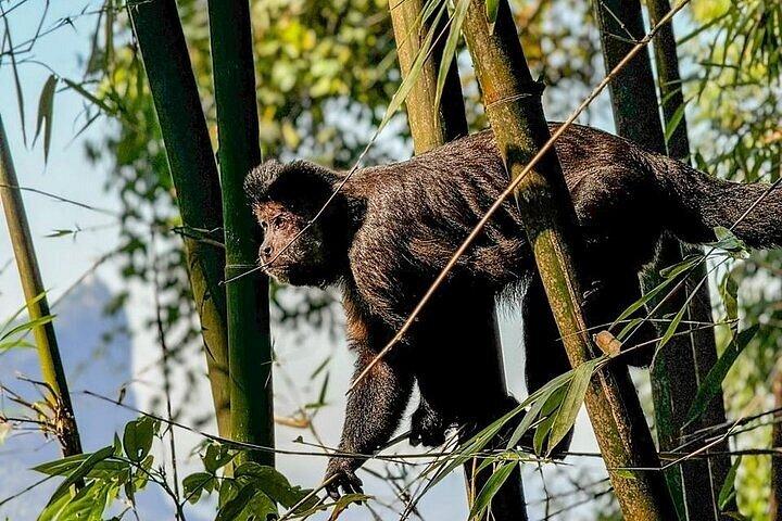 ペドラ・ボニタ：リオの最高の景色、自然とアドベンチャー
